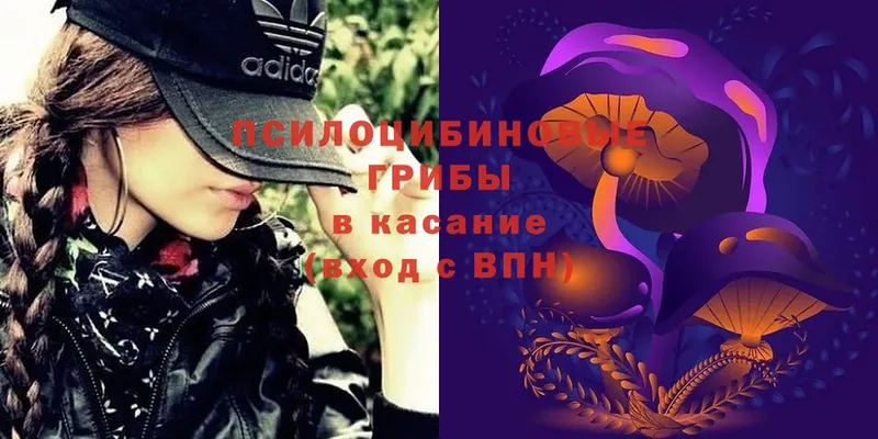 Псилоцибиновые грибы Psilocybe  Буинск 